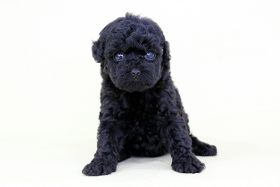 Poodle, (Can) ♂ 